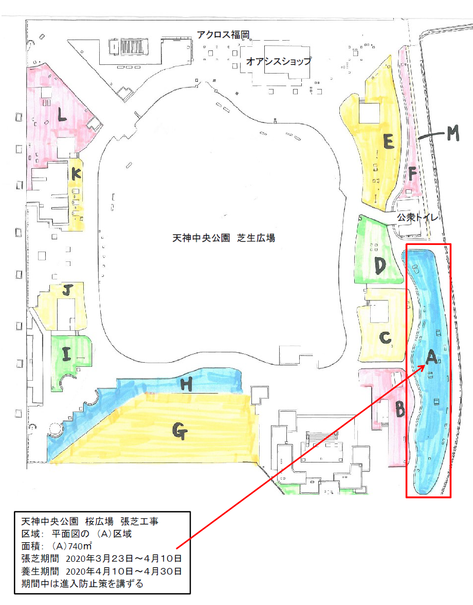 桜広場維持管理作業 張芝工事 のお知らせ 天神中央公園